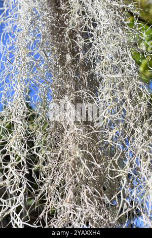 Spanische moosgraue Epiphytenpflanze Tillandsia usneoides Stockfoto