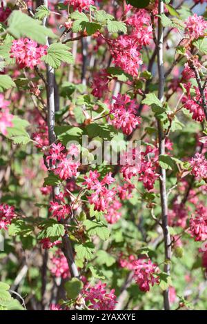 Der blühende Johannisbeerstrauch Ribes sanguineum in Blüte im Frühjahr Stockfoto