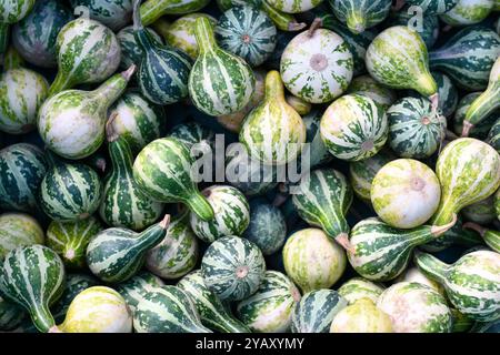 Blick von oben auf viele kleine dekorative Cucurbita Pepo, die tanzen oder sich drehenden Gourd mit grünen Streifen Stockfoto