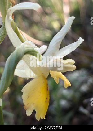Dünn blühende Orchideen (Orchis pauciflora) Plantae Stockfoto