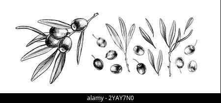 Detaillierte Skizze des Olivenzweigs, botanische Handzeichnung Blätter und reife Oliven, Vektorillustration für Etikettendesign, natürliche Bauernhofprodukte Stock Vektor