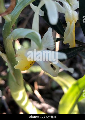 Dünn blühende Orchideen (Orchis pauciflora) Plantae Stockfoto