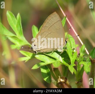 Common Red Flash (Rapala iarbus) Insecta Stockfoto