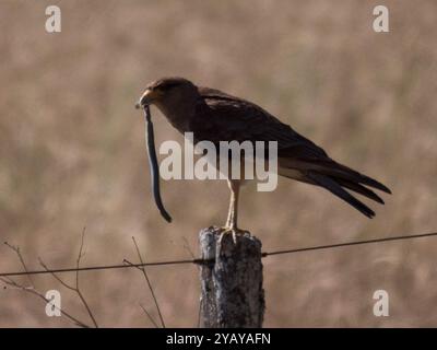 Chimango Caracara (Daptrius chimango) Aves Stockfoto