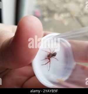 Breitgesäumte SAC-Spinne (Trachelas tranquillus) Arachnida Stockfoto