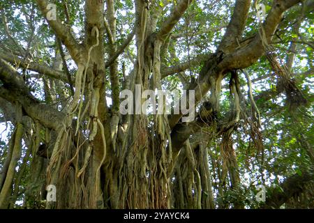 Banian Tree, Orissa, Indien Stockfoto