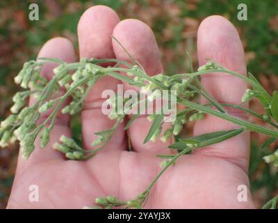 Tropischer Pferdegras (Erigeron sumatrensis) Plantae Stockfoto
