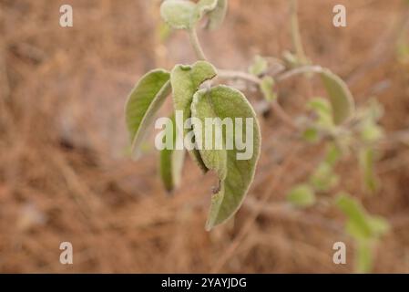 Griechischer Salbei (Salvia fruticosa) Plantae Stockfoto