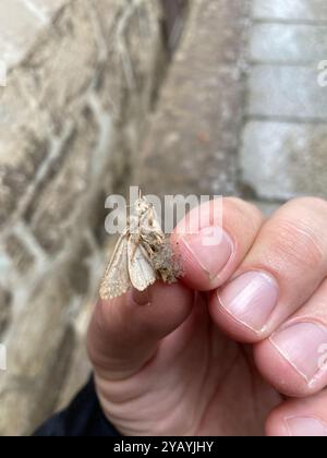 Flounced Rustic (Luperina testacea) Insecta Stockfoto