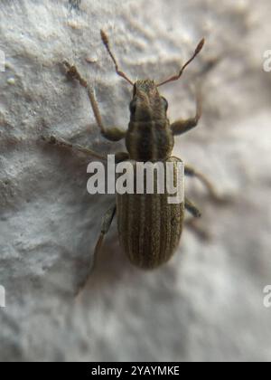 Pea Weevil (Sitona lineatus) Insecta Stockfoto