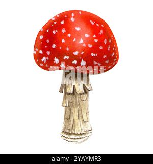 Amanita. Realistischer Fliegenpilz. Isolierte detaillierte botanische Herbst Wald Aquarellillustration auf weißem Hintergrund. Handbemalt saisonabhängig Stockfoto