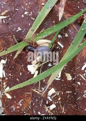 Breitgesäumte SAC-Spinne (Trachelas tranquillus) Arachnida Stockfoto