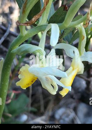 Dünn blühende Orchideen (Orchis pauciflora) Plantae Stockfoto