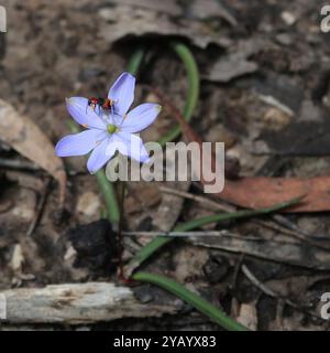 Blaue Sterne (Chamaescilla corymbosa) Plantae Stockfoto