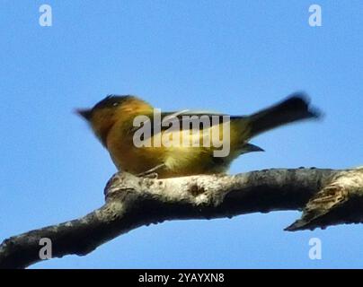 Tufted Flycatcher (Mitrephanes phaeocercus) Aves Stockfoto