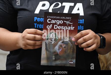 Mumbai, Indien. Oktober 2024. Ein Mitglied von People for the Ethical Treatment of Animals (PETA) hält ein Plakat, um die äthiopischen Fluggesellschaften aufzufordern, den Transport gefährdeter Langschwanzmakaken für Experimente außerhalb des Flugbüros in Mumbai einzustellen. Quelle: SOPA Images Limited/Alamy Live News Stockfoto