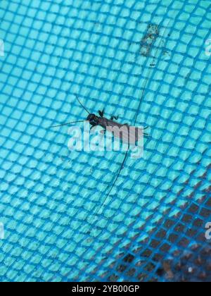 Webspinner (Embioptera) Insecta Stockfoto