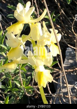 Dünn blühende Orchideen (Orchis pauciflora) Plantae Stockfoto