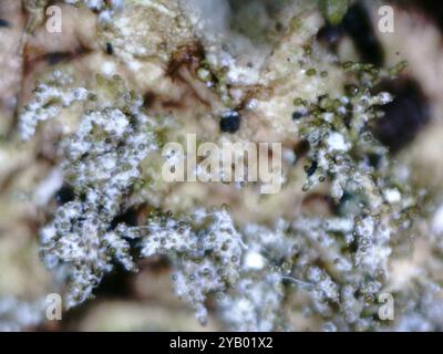 Polierte Tarnflechte (Melanelixia glabratula) Pilze Stockfoto