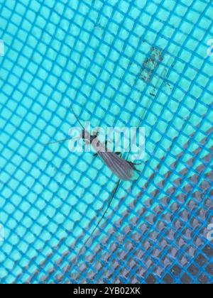 Webspinner (Embioptera) Insecta Stockfoto