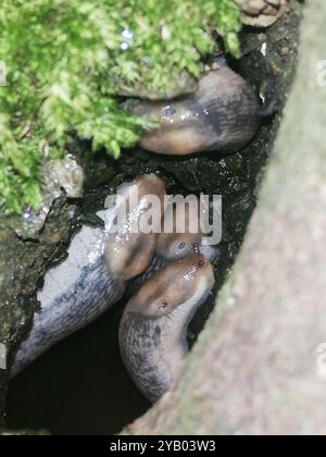 Baumschnecke (Lehmannia marginata) Mollusca Stockfoto