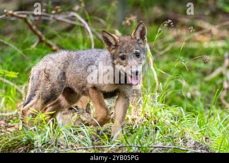 Ein grauer Wolfswelpen, Canis Lupus, in seinem natürlichen Lebensraum. Karpaten, Polen. Stockfoto