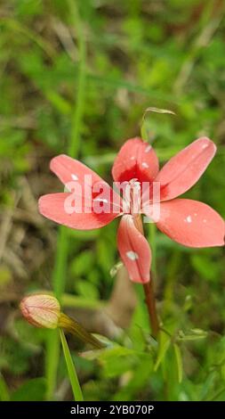 Scharlachrote Kammetjie (Freesia laxa) Plantae Stockfoto