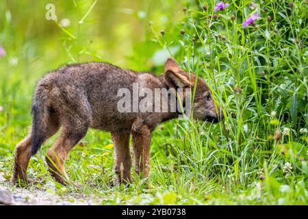 Ein grauer Wolfswelpen, Canis Lupus, in seinem natürlichen Lebensraum. Karpaten, Polen. Stockfoto