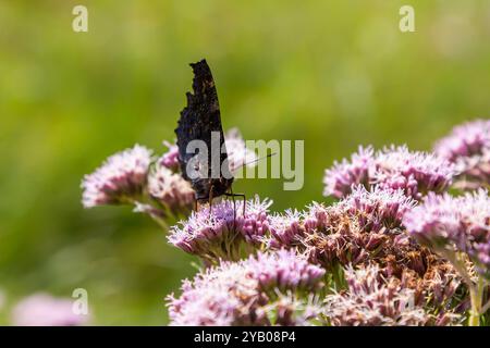 Schmetterling aglais io mit großen Flecken auf den Flügeln sitzt auf einer Kornblumenwiese. Stockfoto