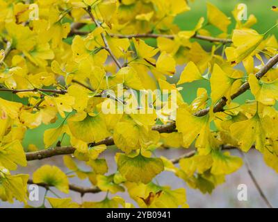 Gelbes Herbstlaub des harten Maidenhaarbaums Ginkgo biloba „Herbstgold“ Stockfoto