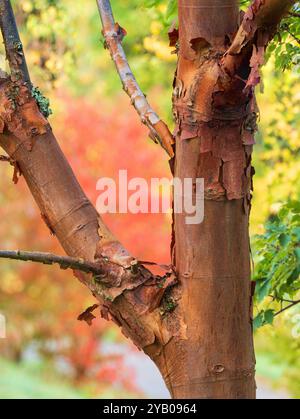 Kupferfarbene, abblätternde Rinde des harten, dekorativen Gartenbaumes Acer griseum Stockfoto