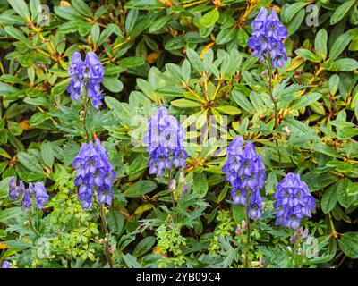 Hohe Stacheln gefüllt mit blauen Kapuzenblumen der giftigen herbstblühenden Stauden Aconitum carmichaelii Stockfoto