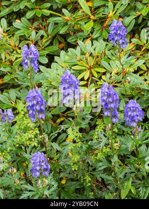 Hohe Stacheln gefüllt mit blauen Kapuzenblumen der giftigen herbstblühenden Stauden Aconitum carmichaelii Stockfoto