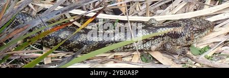 Geblockte Blauzungenkrankheit (Tiliqua nigrolutea) Reptilia Stockfoto