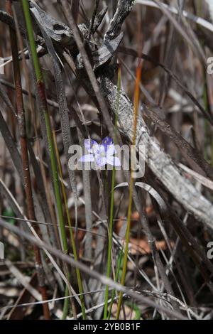 Blaue Sterne (Chamaescilla corymbosa) Plantae Stockfoto