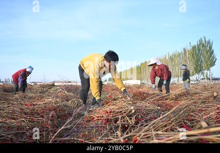 Bayannur, Chinas autonome Region Innere Mongolei. Oktober 2024. Die Bauern lüften Chilischoten auf einem Feld im Bezirk Linhe in Bayannur, der Autonomen Region Innere Mongolei im Norden Chinas, 15. Oktober 2024. Quelle: Liu Lianfen/Xinhua/Alamy Live News Stockfoto