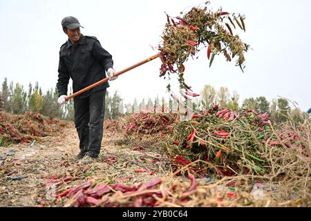 Bayannur, Chinas autonome Region Innere Mongolei. Oktober 2024. Ein Landwirt versendet Chili-Paprika auf einem Feld im urad Front Banner von Bayannur, nordchinesischer autonomer Region Innere Mongolei, 16. Oktober 2024. Quelle: Liu Lianfen/Xinhua/Alamy Live News Stockfoto