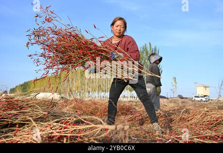 Bayannur, Chinas autonome Region Innere Mongolei. Oktober 2024. Die Bauern lüften Chilischoten auf einem Feld im Bezirk Linhe in Bayannur, der Autonomen Region Innere Mongolei im Norden Chinas, 15. Oktober 2024. Quelle: Liu Lianfen/Xinhua/Alamy Live News Stockfoto