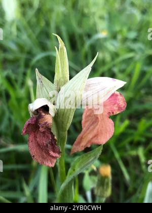 Seltene Zunge-Orchidee (Serapias neglecta) Plantae Stockfoto