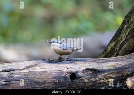 Ein Nuthatch-Vogel Sitta europaea im Profil, der auf einem alten Holzstamm mit diffusem Hintergrundlicht in einem Waldgebiet in Yorkshire, Großbritannien, thront Stockfoto