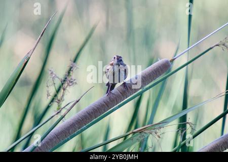 Desert Song Sparrow (Melospiza melodia fallax) Aves Stockfoto