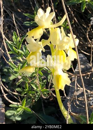 Dünn blühende Orchideen (Orchis pauciflora) Plantae Stockfoto