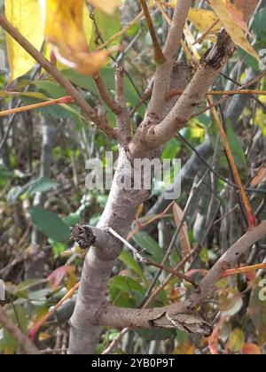 Poison Sumac (Toxicodendron vernix) Plantae Stockfoto