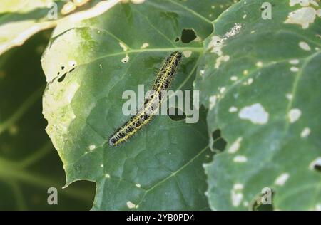 Große weiße schmetterlingsraupe - Pieris brassicae Stockfoto