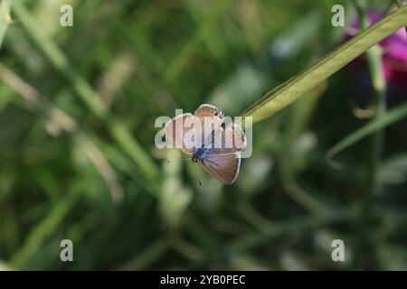 Long-Tail Blue oder Pea Blue Butterfly female - Lampides boeticus Stockfoto