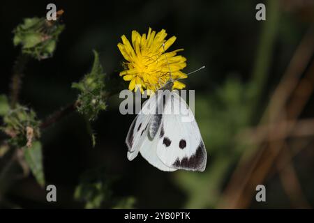 Großer weißer Schmetterling weiblich - Pieris brassicae Stockfoto