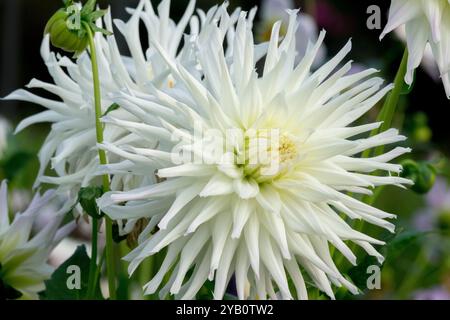 Semi Cactus Dahlia „Magic Moment“ Dahlia White Flower Stockfoto