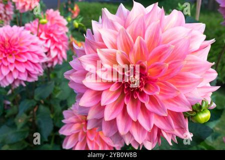 Dahlia 'Mrs. Swanee Hunt' attraktive Blumen, Schnittpflanze Stockfoto