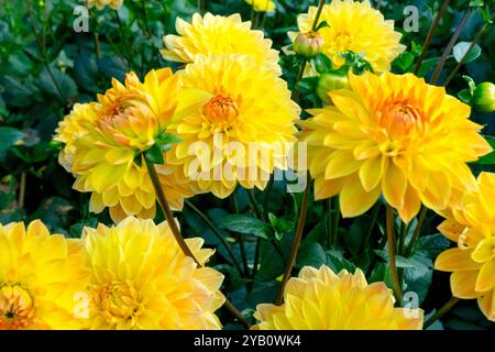 Dekorative Dahlien „Herbstlicht“ Gelbe Dahlien Stockfoto