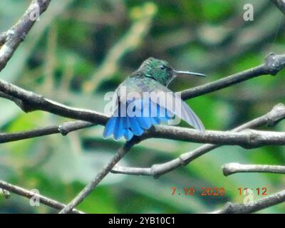 Blaubelüfteter Kolibri (Saucerottia hoffmanni) Aves Stockfoto